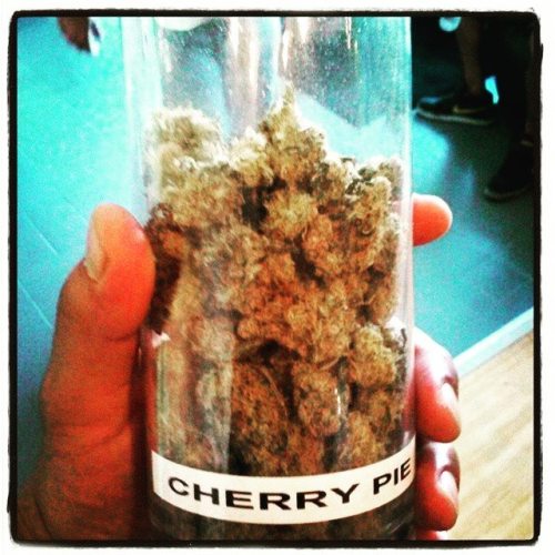 skunkparadise:Cherry Pie #marijuana #cannabis #ganja#kush