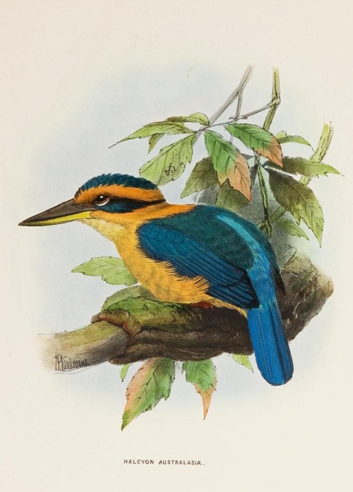 A monograph of the Alcedinidae: or, family of Kingfishers by an English zoologist Richard Bowdler Sh