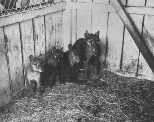 rapax-anamalia:  Pictures and a few videos are all that remain of the now extinct Thylacine, or Tasmanian Tiger.  The last Thylacine died in the Hobart Zoo of exposure in 1935 The rest of its species was hunted into extinction by European settlers. 