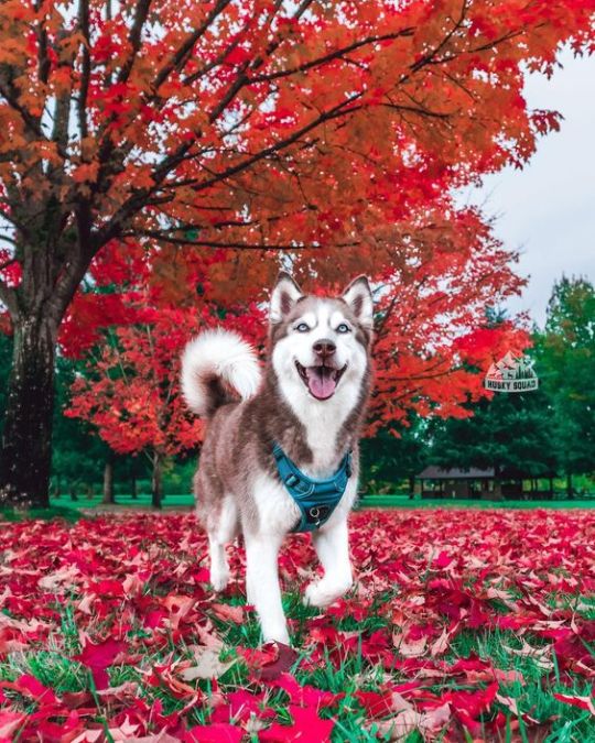 The adventure huskies