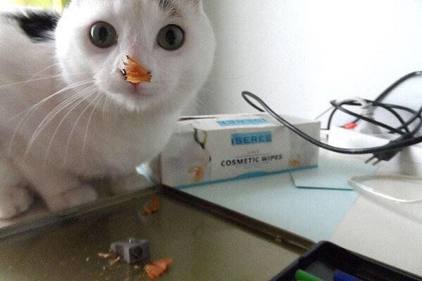 babyanimalgifs:what have i done