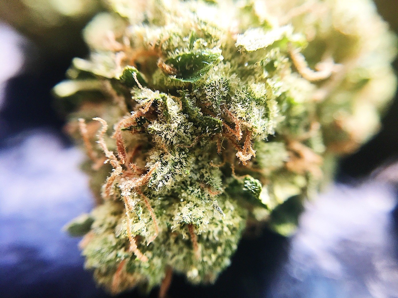 emmmaryjane:Headband 