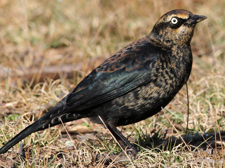 rhamphotheca:Rusty Blackbird (Euphagus carolinus) DECLININGThe Rusty Blackbird is a medium-sized bla
