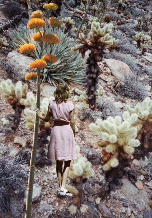Cholla Forest collage print now available