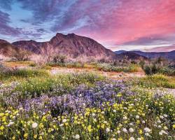mymodernmet: Rare ‘Super Bloom’ Bursts Californian Desert to Life with Vibrant Wildflowers