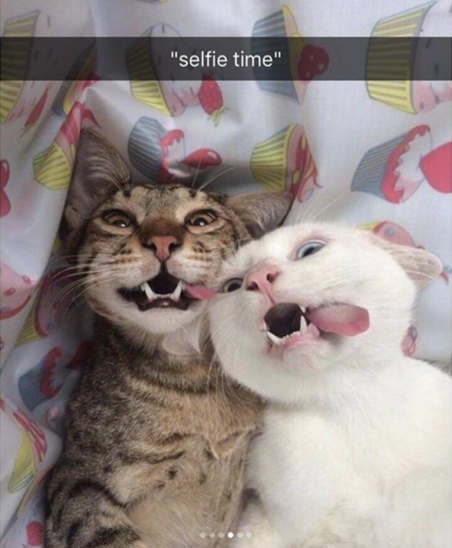 animalsnaps:Animal snaps