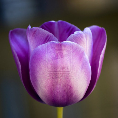 Photo of the day - Purple Tulip Flower Head
Purple Tulip Flower Head from my DeviantArt Gallery