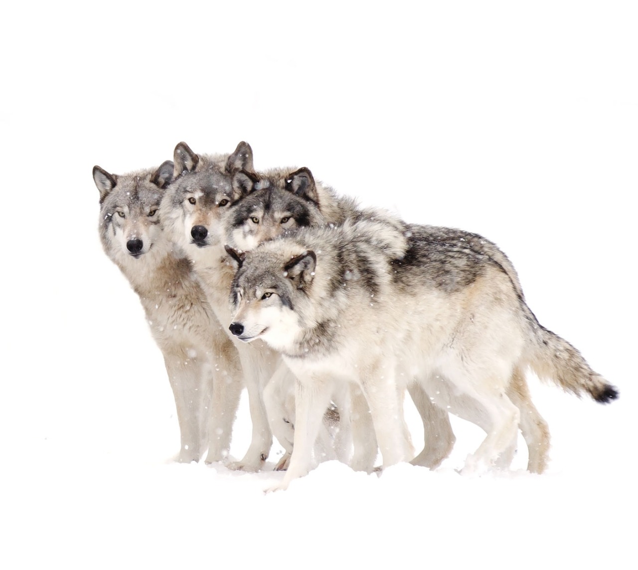 beautiful-wildlife: The Pack by Jim Cumming 