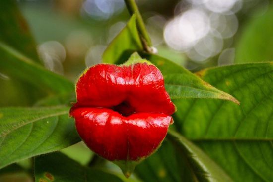 Psychotria Elatra, also known as the &ldquo;hot lips plant&rdquo;, is an