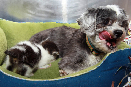 thefrogman:  Dog Finds A Tiny Kitten, Risks Everything To Save Her Animal control officers in Anderson, S.C., thought that a barking shih tzu was stuck in a ravine. Turns out, she was there nursing and protecting a tiny abandoned kitten she had found.