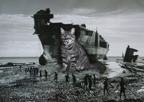 loladupre:4 X mixed media cat collagesVarious years and dimensionswebsite | ello | Behance | instagr