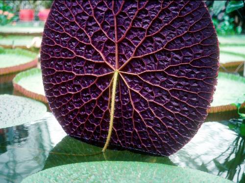 cuteys:  milktree: this is the underside of the giant Amazon water lily. the leaves can grow to be 2.6 m (8.5 ft) across. the underside is covered in spines that protect it from animals living in the Amazon River. the branching veins are filled with