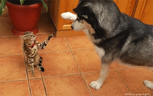 the-personal-quotes:  baby animal posts daily