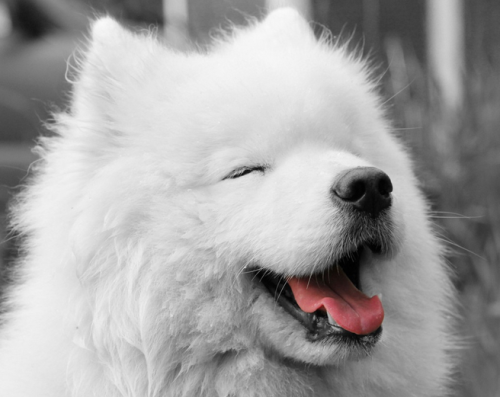 ohfubble:  cressidaknightlark:  There you go; cute, funny, adorable and beautiful Samoyeds to brighten up your day. ♥  mymindisabeautifulwreck Itz so fluffyyy 😍 
