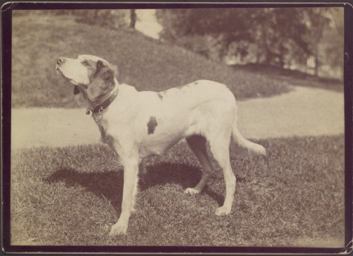 met-photos: [Dog] by Unknown, Metropolitan Museum of Art: Photography Gift of Mrs. Robert Ingersoll 