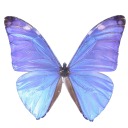 butterflysdream96 avatar