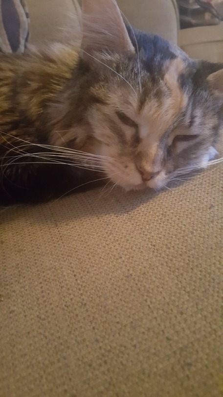bananakins:  bananakins:   bananakins:   *Emergency* This is super out of my comfort zone, but I’m running out of options.  This is my cat Pixel. We adopted her two years ago as I needed an ESA. She’s the light of my life. She loves chicken, toys