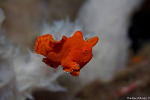 baby froggie going for a swim…Juvenile Frogfish - (Antennarius sp.) - Dauin, Philippines