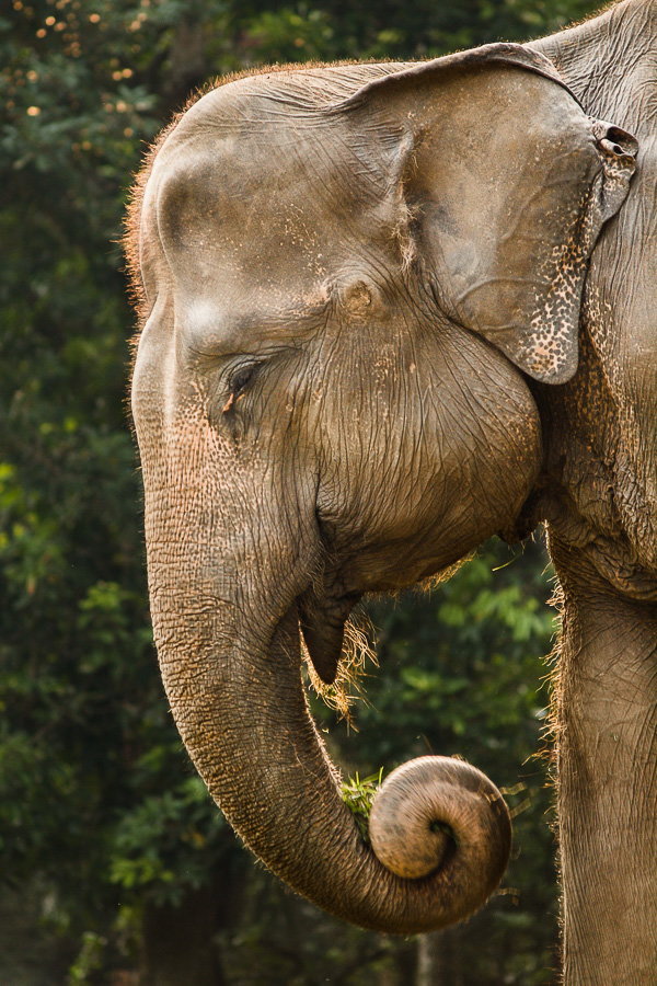 llbwwb:  Sumatranr elephant by Syahrul Ramadan. 