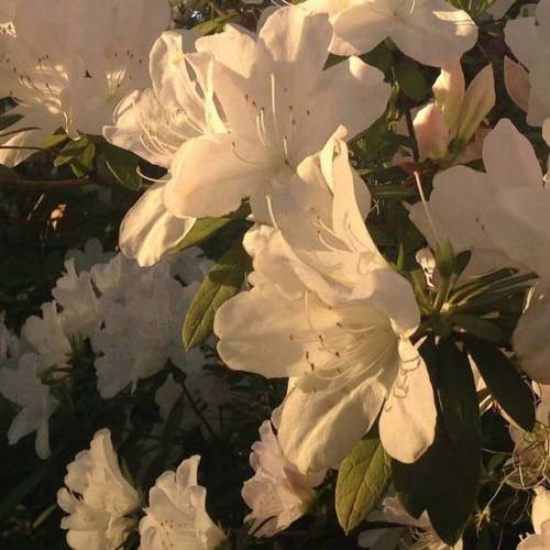 floristic: via weheartit