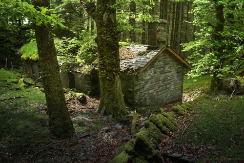 mydododied: Green roof and a carpet of leaves