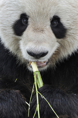 earth-song:  “Giant Panda Close-Up” by Josef Gelernter     