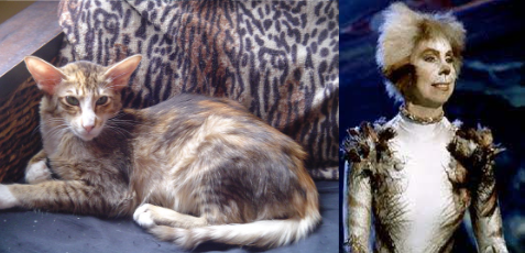 Jelicle Cats As Real Cats! The Queens