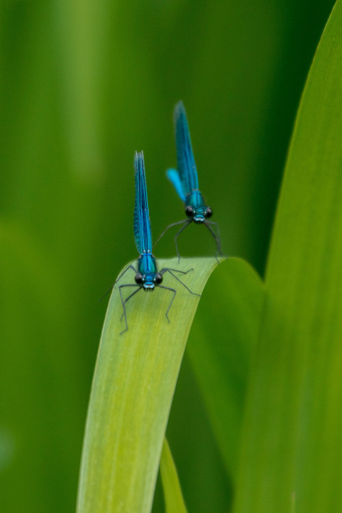 Gebänderte Prachtlibelle / Banded Demoiselle(Calopteryx splendens)Only male animals. The females are