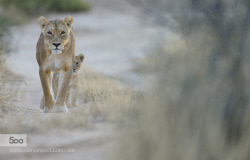 phototoartguy:  “Mother &amp; Cub by HeinrichRntgen” ☛ http://bit.ly/1dG7rXS New Editors’ Choice photo on 500px: Nature