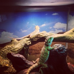 Noble B. Ali in the front. Alli Gator in the back. #beardie #beardeddragon #pets #lizard #relaxing #instaphoto