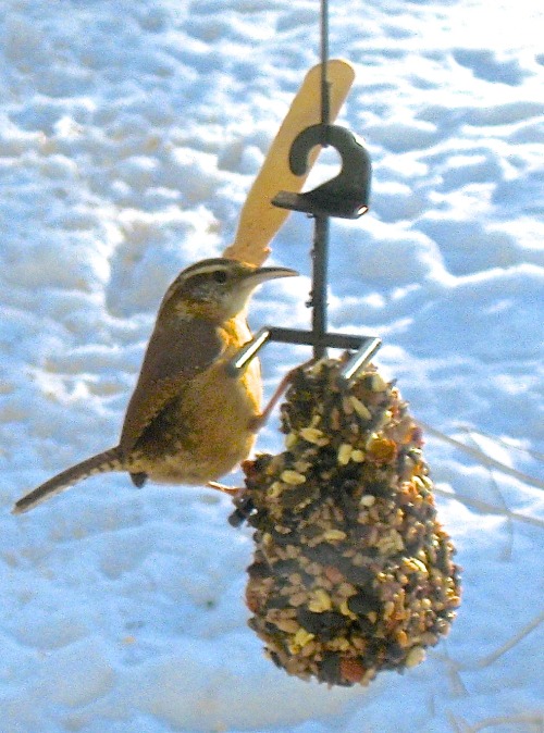Carolina wren, the loudest bird in the neighbourhood.I&rsquo;m glad they&rsquo;ve survived the cold.