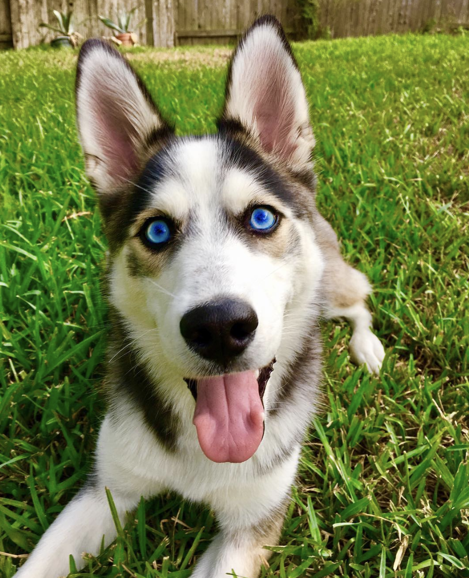 brookbooh:  This husky is wonderful@kikythehusky