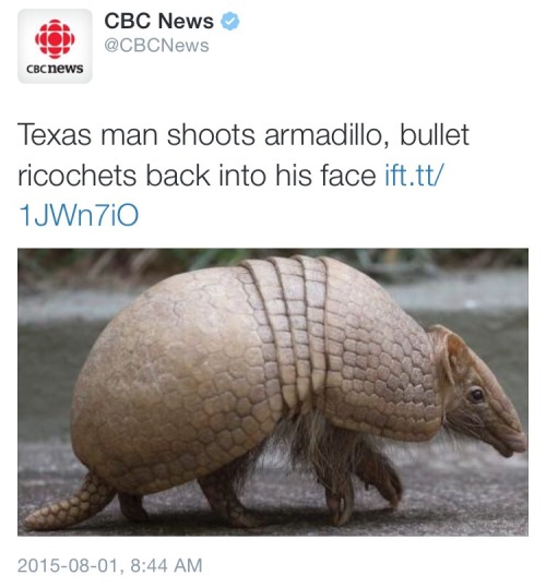 ellenripleyz:stoicdaydreamer:Beautifulproof armadillos are assholes