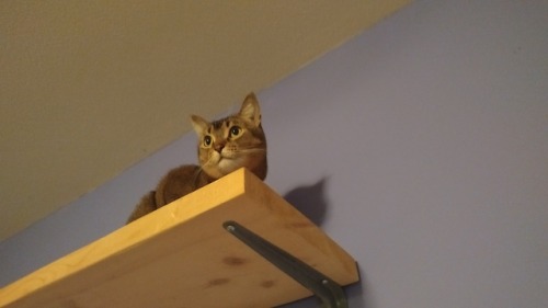 overtophidian: Some of the cat shelves are up in the new home! The kitties approve.