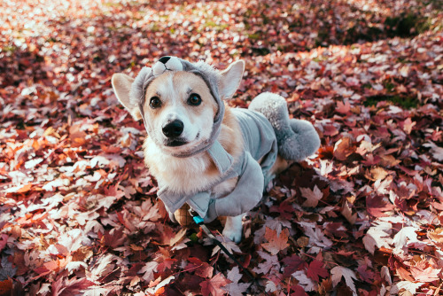 whatsthedaily:  joshualewis:  The 2013 Annual Costumed Corgi Howloween Walk in Seattle happened and it was the BEST. Check out the full gallery here: http://goo.gl/W7Hkbx  Thorgi has returned to warn us The Bark World is planning to invade the seven