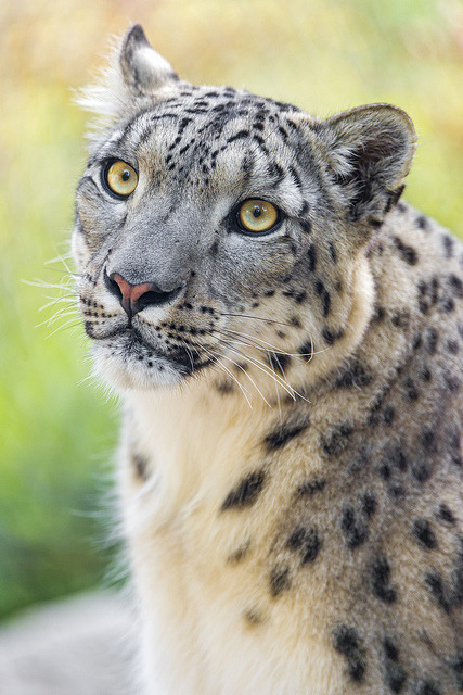 Portrait of a snow leopard looking upwards by Tambako the Jaguar on Flickr.
