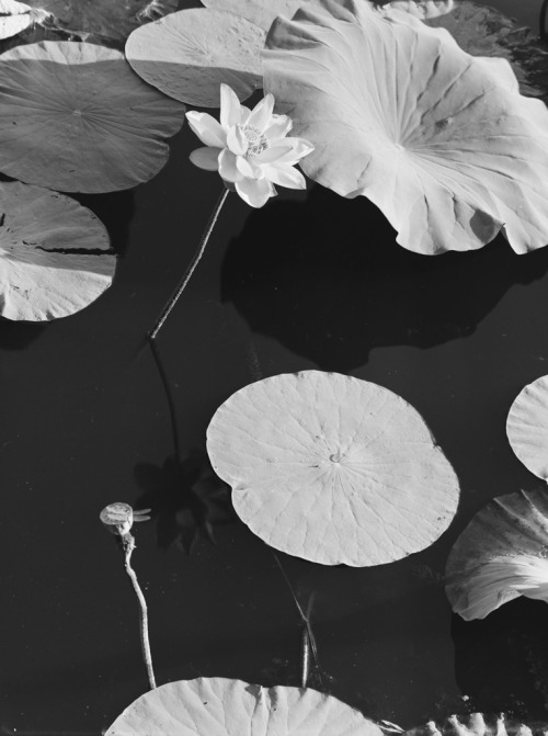 arsvitaest:  Lotus pond, China Author: Hedda Morrison (German, 1908-1991)Date: ca. 1933-46Location: 