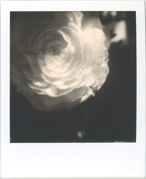 Dans la pénombre,Toutes les ombres chantent,A l’unissonBourgogne, FrancePolaroid SLR670-S, Polaroid 