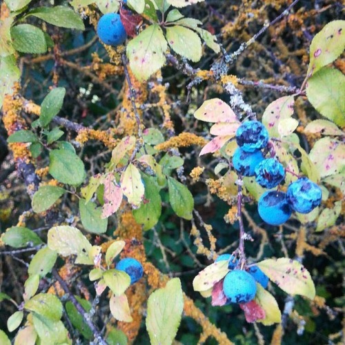 Autunno a colori #autunno #mirtilli #licheni #blueberry #autumn www.instagram.com/p/B2J5I3RI