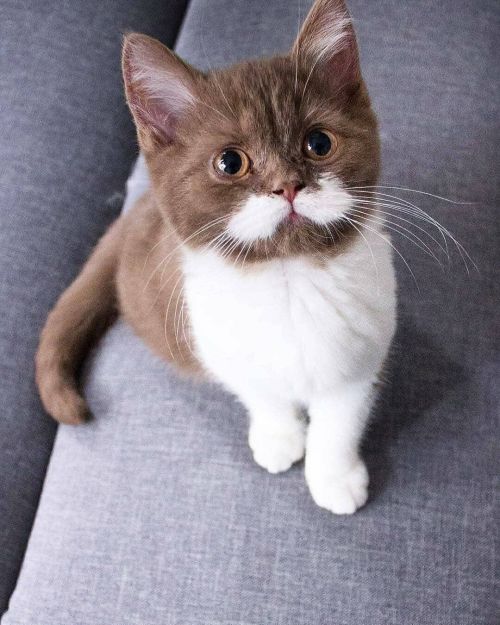 atraversso:Absolutely adorableby gringomoustachecat