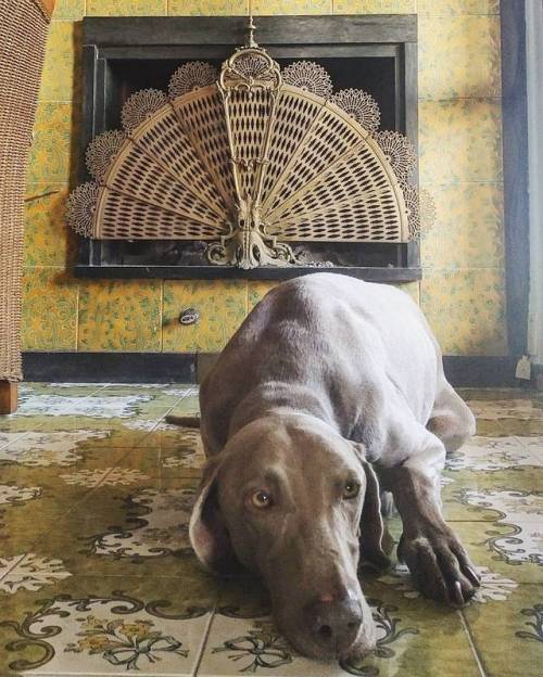 Echo loves fireplaces #echo #weimaraner #weimaranersofinstagram #weim #weimcultclub #mylife #weimara