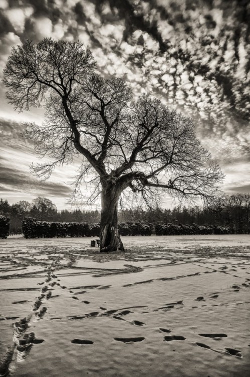 artblackwhite:  snow tracks by janroskamp lonely tree in winter scene b&w,clouds,sky,snow,sunrise,tracks,tree,winter