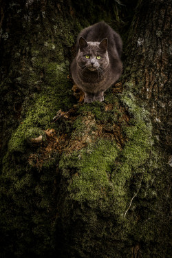 magical-meow:  Aware (by jens_liquen)