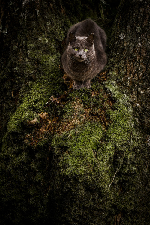 magical-meow:Aware (by jens_liquen)