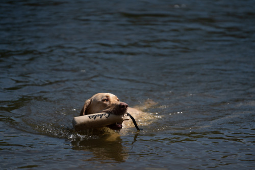 Labor Day For The Dogs At Minnehaha Park