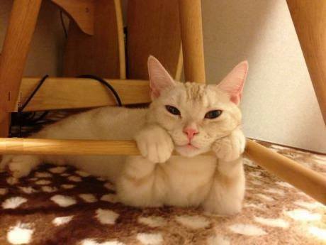 niebosaur:  Cat, you’re definitely ready to listen to my story 