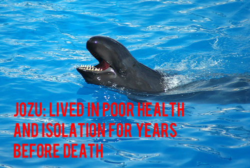 faithandfury: pugking: freedomforwhales: You give this corporation your money, you’re the one payi