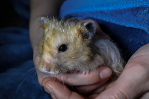 Such a fuzzy boy, I just love him so much.