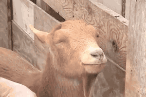 gifsboom:  Happy Goat 
