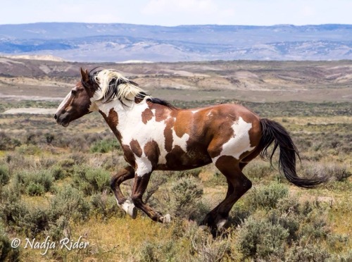 horses1dogs1beauty-janelaiyana:Wild and free.